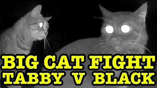 Big Tom Cat Fight Caught On 2 Cameras At 3 AM [upl. by Herring]