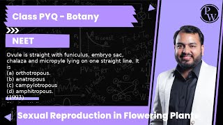 Ovule is straight with funiculus embryo sac chalaza and micropyle lying on one straight line I [upl. by Ong52]