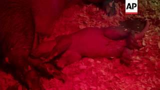 Aardvark born at Czech zoo [upl. by Assir907]