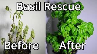 How To Save A Basil Plant With Time Lapse [upl. by Oidacra]