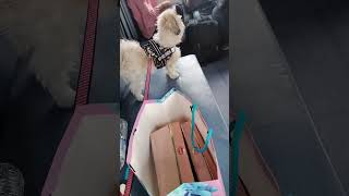 Shihtzudog shihtzu dog dogshorts doglover youtubeshorts ytshorts viralvideo funny trending [upl. by Loria]