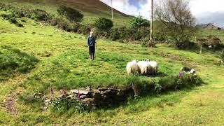 Border Collies Herding Sheep [upl. by Aleakcim]