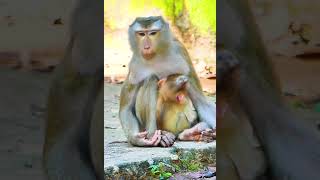 Lovely Monkey Family Libby and Babies 8 monkey monkeyanimalschannel cutebabies cutechildren [upl. by Ollie]