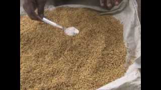 Paddy Seed Treatment [upl. by Kingston659]