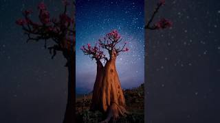 The Alien Island of the World  Home of the Dragons Blood Tree socotra shorts [upl. by Refotsirhc]