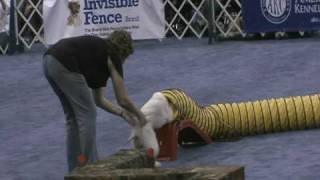 2009 Meet the Breeds Bedlington Terrier Earthdog Demo [upl. by Belcher]