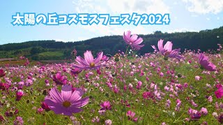 【太陽の丘コスモスフェスタ2024】遠軽町の秋桜がとても綺麗でした♡ [upl. by Hollingsworth90]