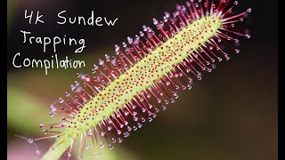 4k Sundew Trapping Compilation [upl. by Savick865]