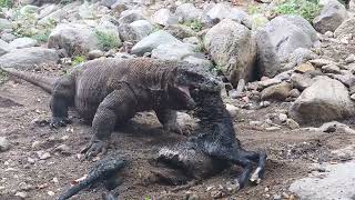 Komodo dragon swallows a large goat alive [upl. by Nialb]