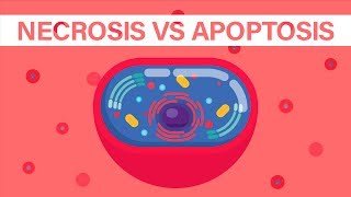 What is Necrosis vs What is Apoptosis [upl. by Kilian]