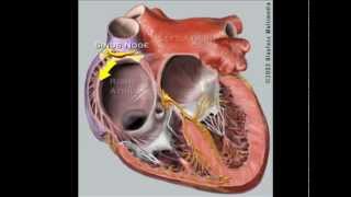 What is Supraventricular Tachycardia SVT [upl. by Harelda]