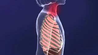 Intercostal MUscles animation YouTube [upl. by Hsitirb]