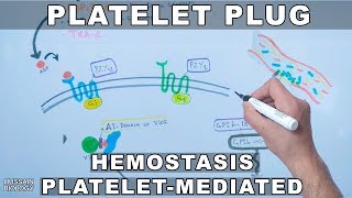 Platelet Plug Formation  Platelet Mediated Hemostasis [upl. by Vasta]