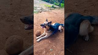 Jarman shaped  dog video [upl. by Hbahsur]