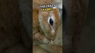 What Happened To This Rabbit Will Shock You😱 [upl. by Carolyn]