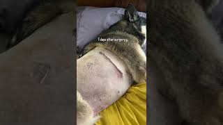 Incision healing progress The first two weeks post surgery caninelobectomy caninerehab [upl. by Eolcin]