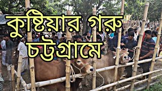 কুষ্টিয়ার গরু চট্টগ্রামে  Chittainga TV vlog  Kazi Hannan Ahmed Utsho [upl. by Pace883]