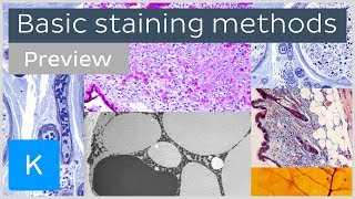 Molecular Probes Educational Webinar An introduction to immunofluorescence staining of cultured cel [upl. by Yremrej]