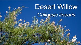 Desert Willow  Chilopsis linearis [upl. by Tymon]