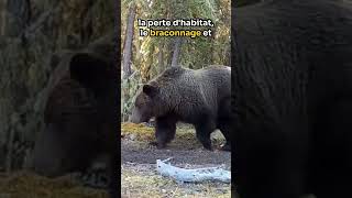 Le grizzli et lours brun [upl. by Araeic]