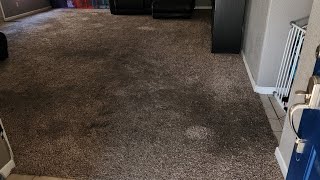 Watch as I Remove the Dirt Demons from this Carpet and Resurrect it from the dead [upl. by Suiravad137]