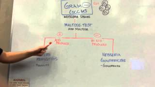 How to distinguish GRAM NEGATIVE COCCI [upl. by Treiber993]