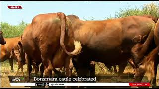 SA farmers celebrate six decades of Bonsmara cattle breed [upl. by Kcirreg]