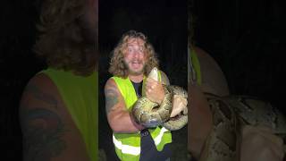 Catching Invasive Pythons shorts short animal wildlife snake nature reptiles [upl. by Epotimet748]