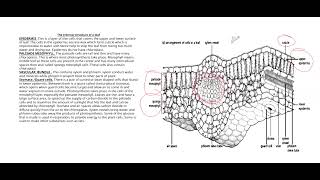 LEAF STRUCTURE 5090 O LEVEL BIOLOGY TOPIC [upl. by Itak]