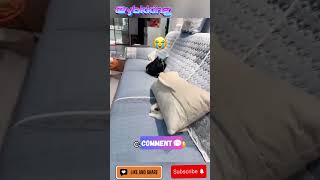 Bro The First Cat Screaming Got Me Laughing😂😂😂 [upl. by Elkcim]