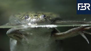 The Xenopus laevis African Clawed Frog  A Valuable Partner in Biomedical Research 2020 [upl. by Rimola]