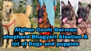 German Shepherd Pointer Dog Bhagyari Alsatian Puppies 03139393944 dogs [upl. by Drageruaeb]