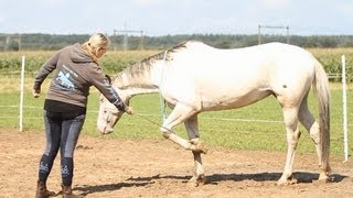 Vrijheidsdressuur uitleg Voetjes optillen op commando [upl. by Beore]