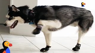 Funny Dogs Try Walking in Winter Boots  The Dodo [upl. by Nitsur]