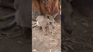 GUMBUYA WORLD KANGAROO AREANA [upl. by Mulry]