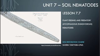 Lesson 77  Fungivorous nematodes as plant parasites and predators [upl. by Neelhtac765]