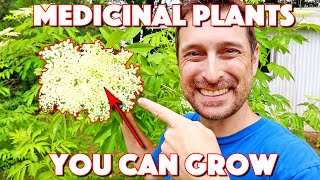 These Medicinal Herbs And Plants Anyone Can Grow Are AMAZING [upl. by Airdnala]