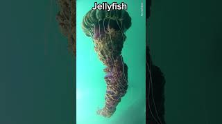 Animals that Breath Smell without a Nose animals spider frog jellyfish scaryviedo scary [upl. by Einatsed]