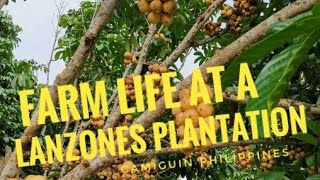 Life at a Lanzones Plantation Poncianos Farm Sagay Camiguin Philippines 2019 [upl. by Hevak388]