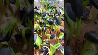 Sunflower Seeds Growing Time Lapse Shorts [upl. by Alisander]