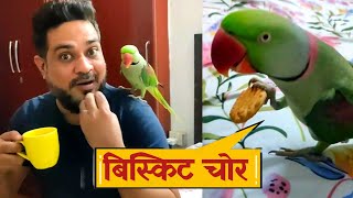 Parrot Pablo Bana बिस्कुट चोर 😍 [upl. by Spillihp]