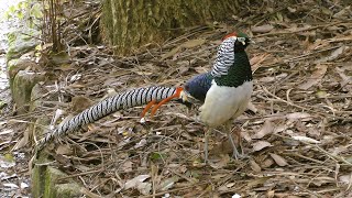 Lady Amhersts pheasant Isles of Scilly [upl. by Muhan620]