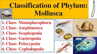 Classification of Phylum Mollusca  Mollusca classification Monoplacophora Gastropoda Cephalopoda [upl. by Aynna]