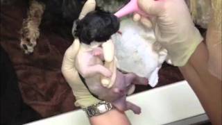 Coton De Tulear Puppy HD Live Birth and Delivery [upl. by Sirama]