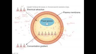 Unit 1 Part 8 Resting Membrane Potential and Nernst Equation [upl. by Stier829]