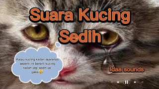 Suara Kucing Sedih Menangis  Cat Sad Sounds [upl. by Iveson519]