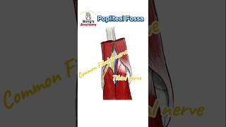 4C Popliteal fossa anatomy illustration drawing art bones study students knee hamstrings [upl. by Nagoh]