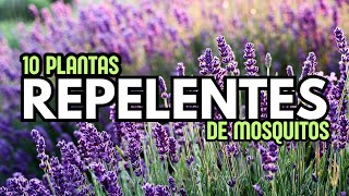 10 Plantas REPELENTES de Mosquitos [upl. by Lenor171]