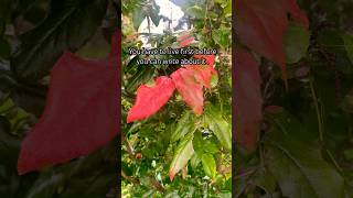 A day in my life early fall melodydemadema quotes shortyoutube shortvideo youtubeshorts asmr [upl. by Neffirg734]