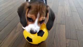 Kaiser The Beagle  Beagle Puppy Playing With His Soccer Ball [upl. by Sharon]